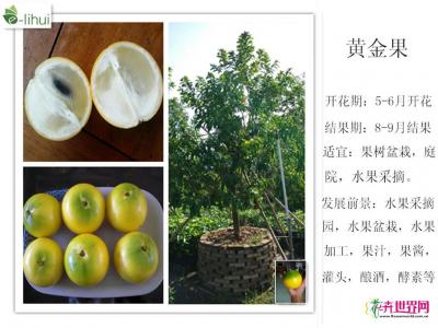 黄晶果